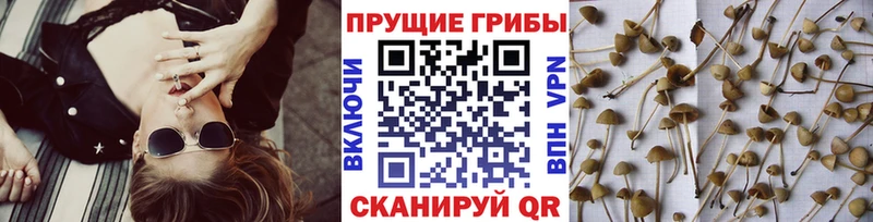 Галлюциногенные грибы Magic Shrooms  ссылка на мегу вход  Ртищево 
